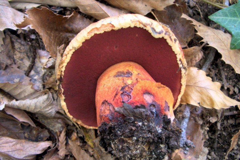 conferma per Boletus rhodoporpureus